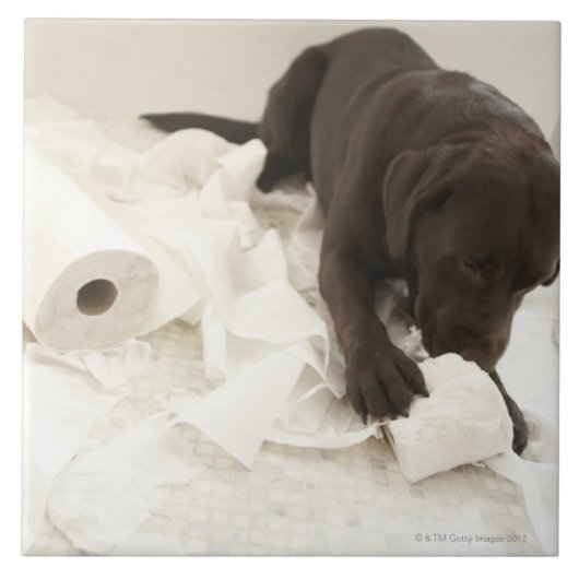 Chocoladebruine labrador. tegeltje (Voorkant)