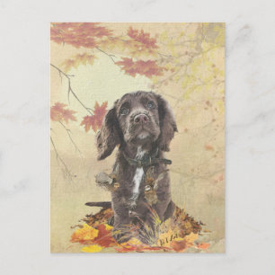 Chocoladecockerspanielpuppy Briefkaart