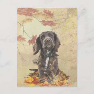 Chocoladecockerspanielpuppy Briefkaart