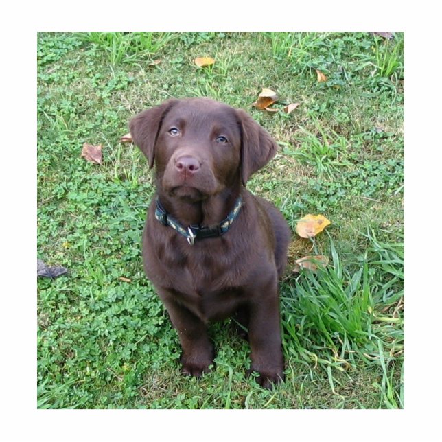 chocoladelab pup.png fotobeeldje sleutelhanger (Voorkant)