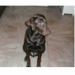 Chocoladelab. Staand Fotobeeldje<br><div class="desc">ik hou van mijn puppy !</div>