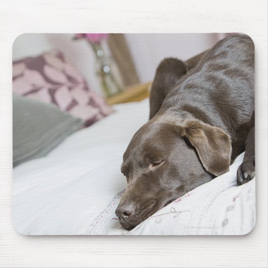 Chocoladelabrador die op bed slapen muismat (Voorkant)