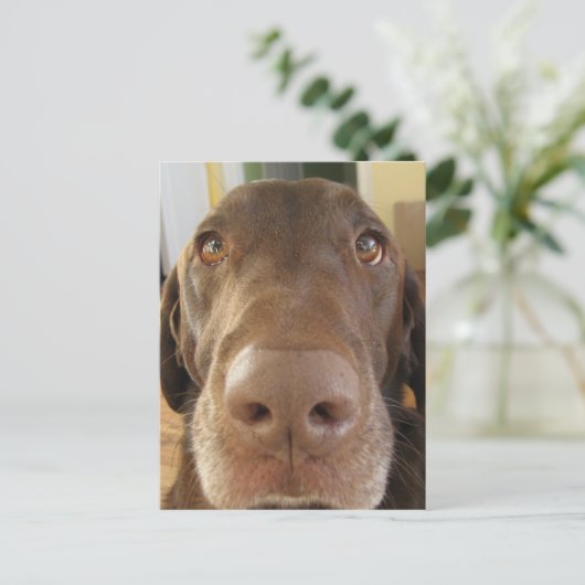chocoladelabradors briefkaart (Staand voorkant)