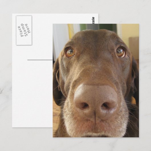 chocoladelabradors briefkaart (Voorkant / Achterkant)