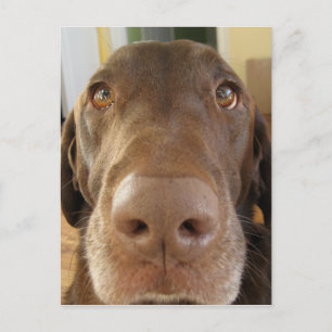 chocoladelabradors briefkaart