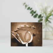 ChocoladeRoos Briefkaart (Staand voorkant)