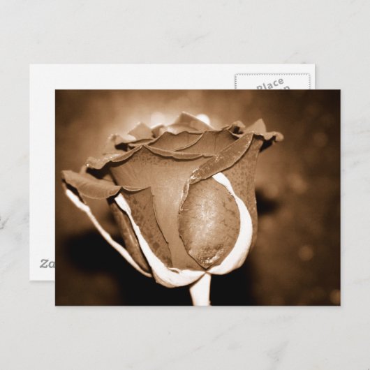 ChocoladeRoos Briefkaart (Voorkant / Achterkant)