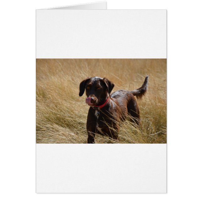 Chocolate Brown Labrador Retriever (Voorkant)