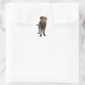 Chocolate Brown Labrador Retriever Dog Sticker (Tas)