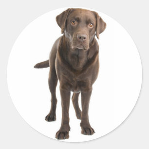 Chocolate Brown Labrador Retriever Dog Sticker