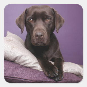 Chocolate Brown Labrador Retriever Dog Sticker
