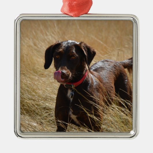 Chocolate Brown Labrador Retriever Metalen Ornament (Voorkant)