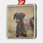Chocolate Brown Labrador Retriever Metalen Ornament (Links)