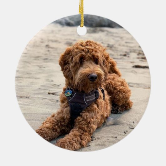 Chocolate Cockapoo Dog in het liefhebben van geheu Keramisch Ornament (Achterkant)