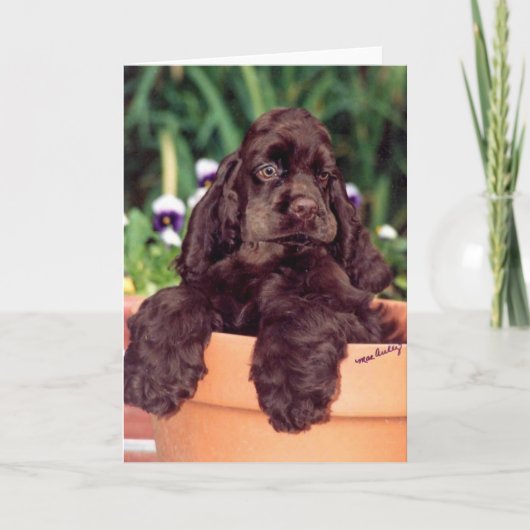 Chocolate Cocker Spaniel wenskaart Kaart (Voorkant)