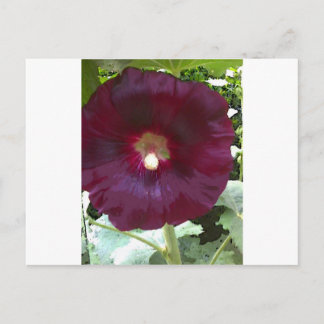 Chocolate Hollyhock Briefkaart