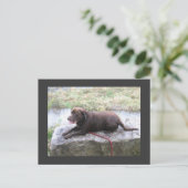 Chocolate Lab Bruno Brown Briefkaart (Staand voorkant)