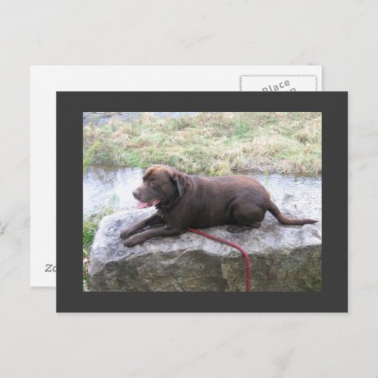 Chocolate Lab Bruno Brown Briefkaart (Voorkant / Achterkant)