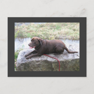 Chocolate Lab Bruno Brown Briefkaart