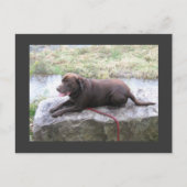 Chocolate Lab Bruno Brown Briefkaart (Voorkant)