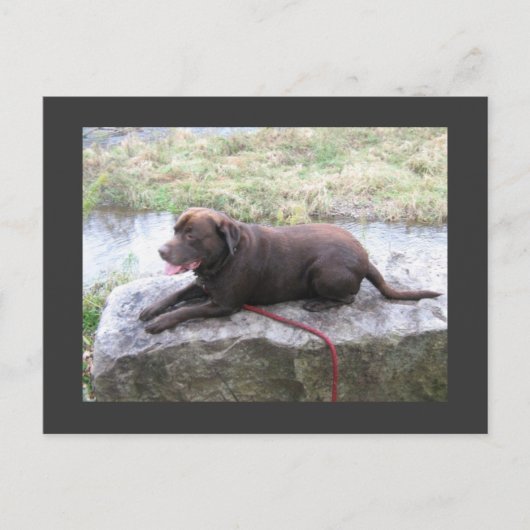 Chocolate Lab Bruno Brown Briefkaart (Voorkant)