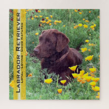 Chocolate Lab Portrait California Poppies Sjabloon