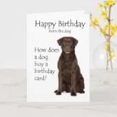 Chocolate Lab Verjaardag Kaart (Gele Bloem)