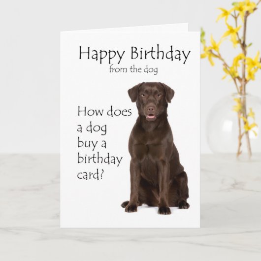 Chocolate Lab Verjaardag Kaart (Gele Bloem)