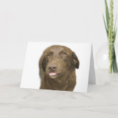 Chocolate Lab Verjaardag Kaart (Voorkant)