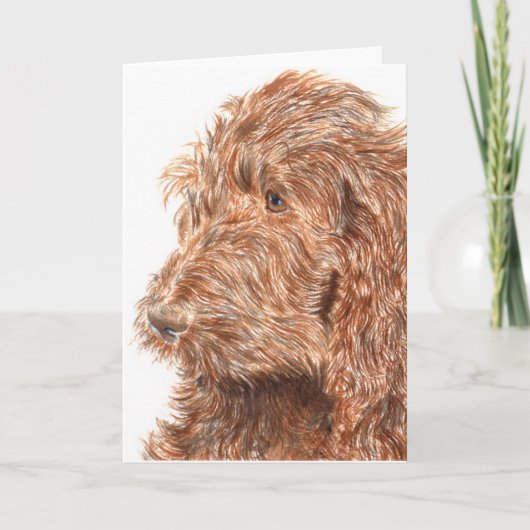 Chocolate Labradoodle #2 Greeting Card Kaart (Voorkant)
