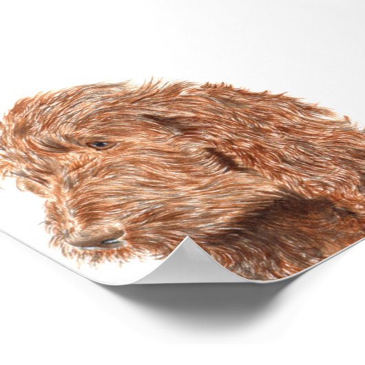 Chocolate Labradoodle #2 Print (Hoek)