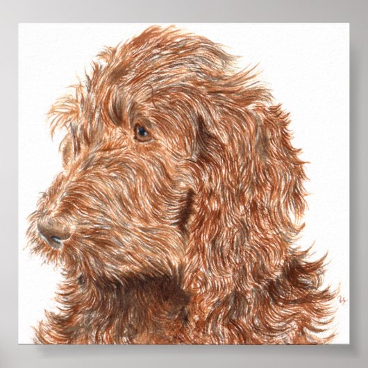 Chocolate Labradoodle #2 Print (Voorkant)