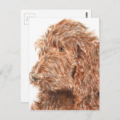 Chocolate Labradoodle Briefkaart (Voorkant / Achterkant)