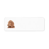 Chocolate Labradoodle Etiket (Voorkant)