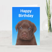 Chocolate Labrador Birthday Kaart (Voorkant)