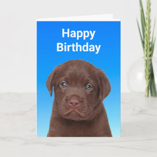 Chocolate Labrador Birthday Kaart