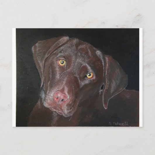 Chocolate Labrador Briefkaart (Voorkant)