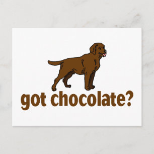 Chocolate Labrador Briefkaart