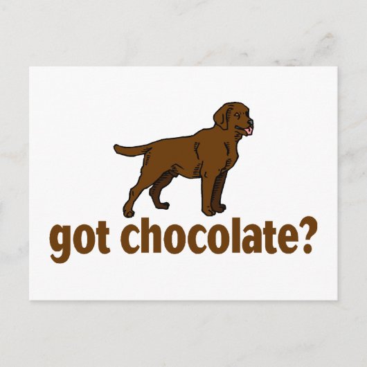 Chocolate Labrador Briefkaart (Voorkant)
