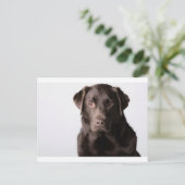Chocolate Labrador Briefkaart (Staand voorkant)