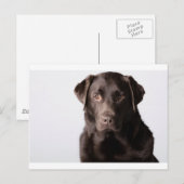 Chocolate Labrador Briefkaart (Voorkant / Achterkant)
