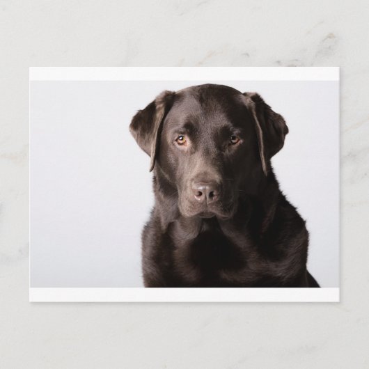 Chocolate Labrador Briefkaart (Voorkant)