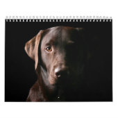 Chocolate Labrador Calendar 2010 Kalender (Hoes)