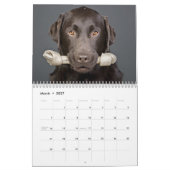 Chocolate Labrador Calendar 2010 Kalender (Mar 2027)
