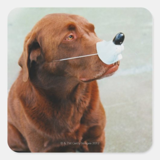 Chocolate Labrador die een slang heeft Vierkante Sticker (Voorkant)