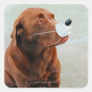 Chocolate Labrador die een slang heeft Vierkante Sticker