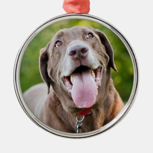 Chocolate Labrador Dog Metalen Ornament (Voorkant)