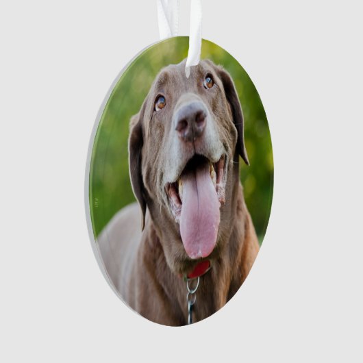 Chocolate Labrador Dog Ornament (voorkant)