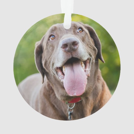 Chocolate Labrador Dog Ornament (achterkant)