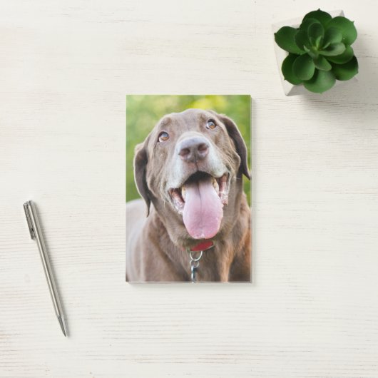 Chocolate Labrador Dog Post-it® Notes (Kantoor)